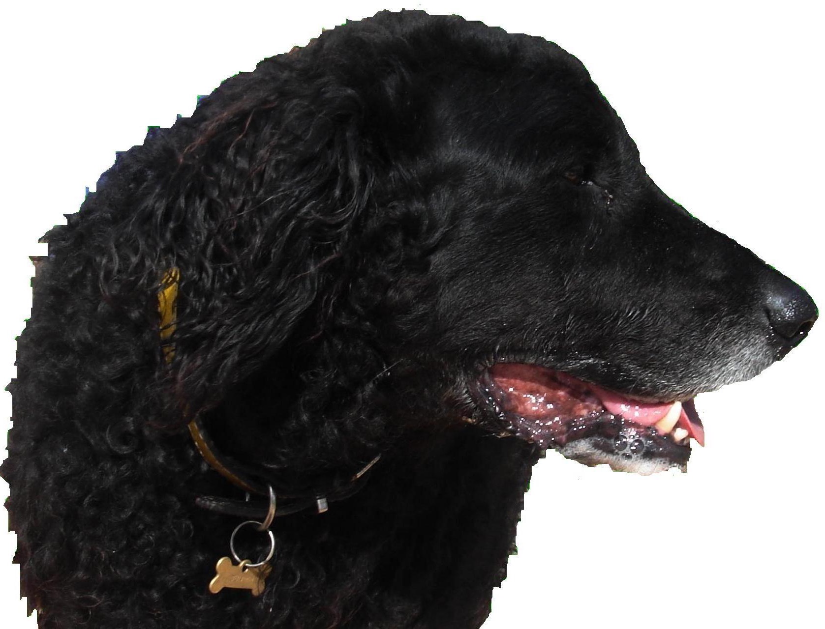 Photo of Benjamin the dog