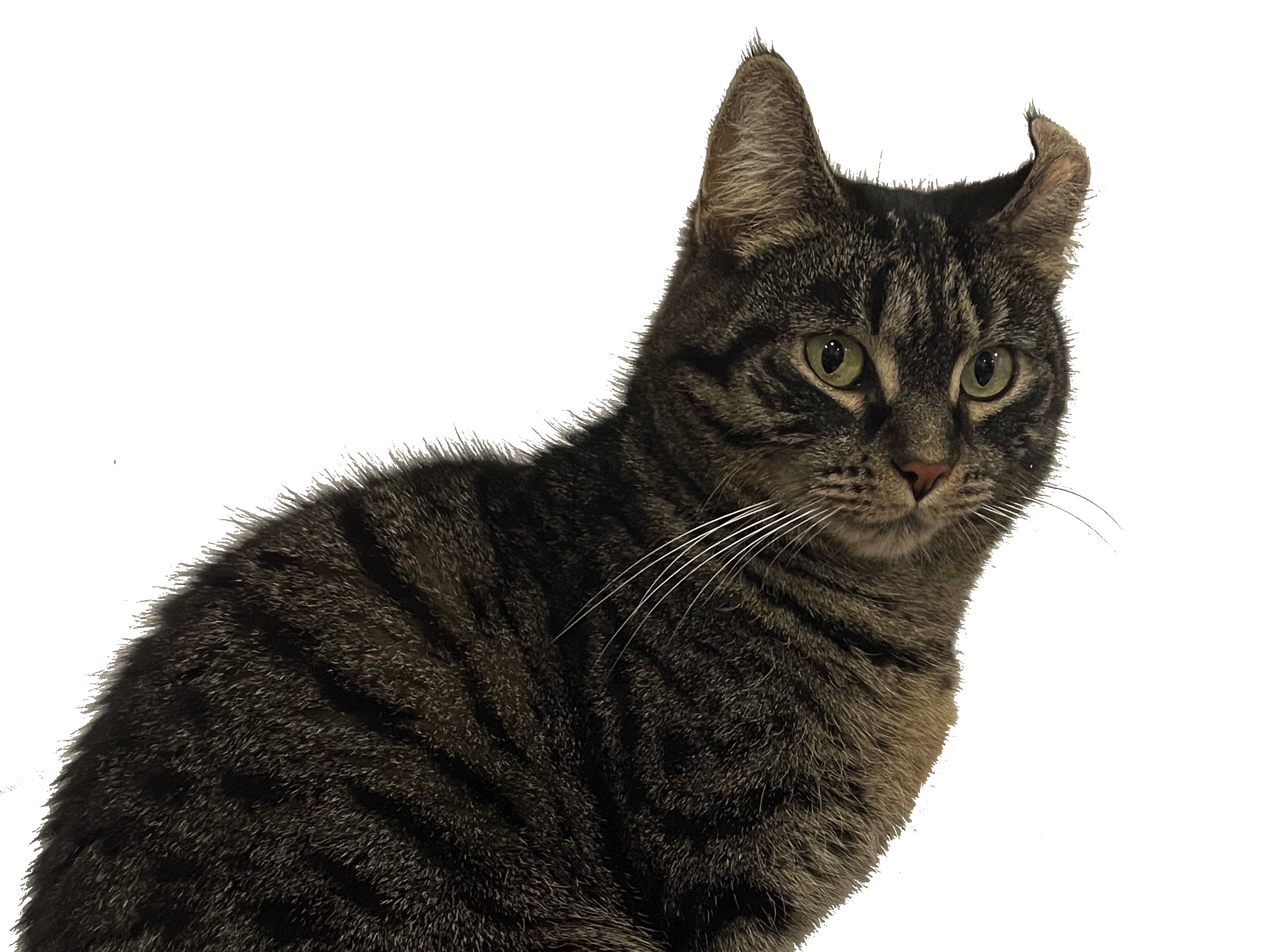 Photo of Maxine the cat