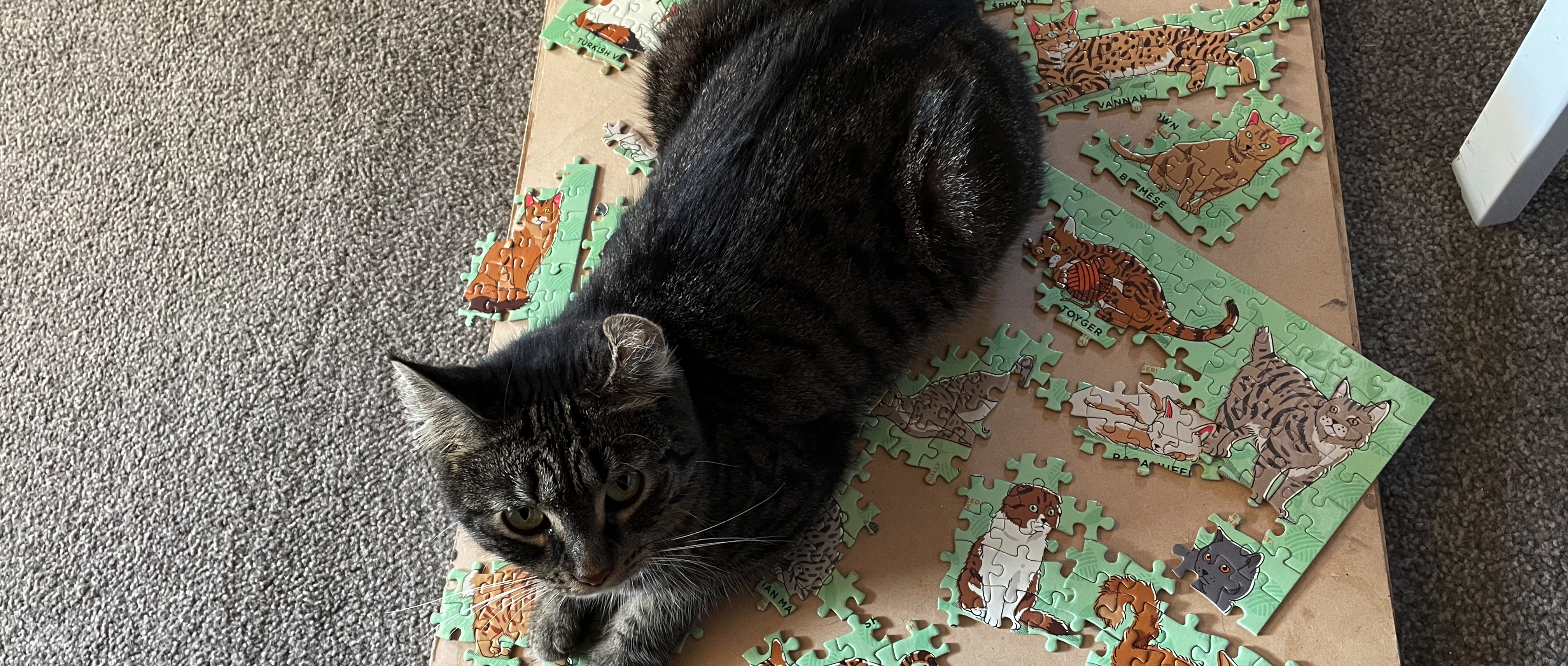 Cat on a puzzle