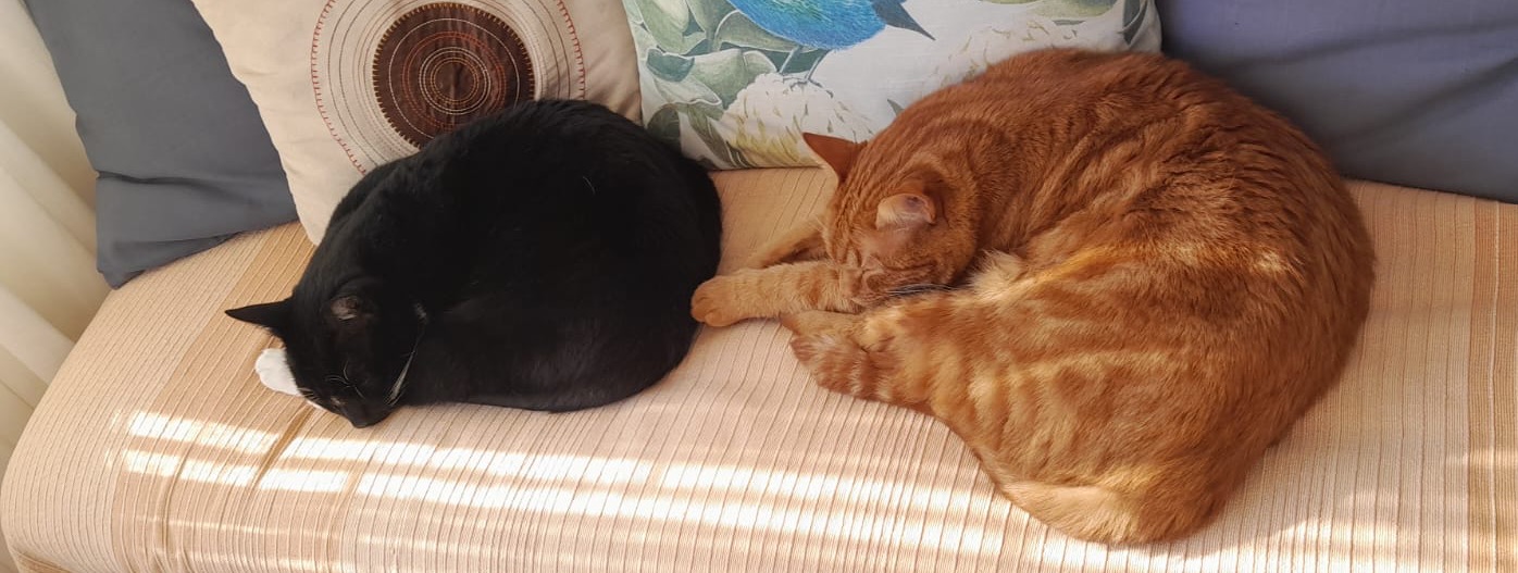 Lucky and Sunshine the cats