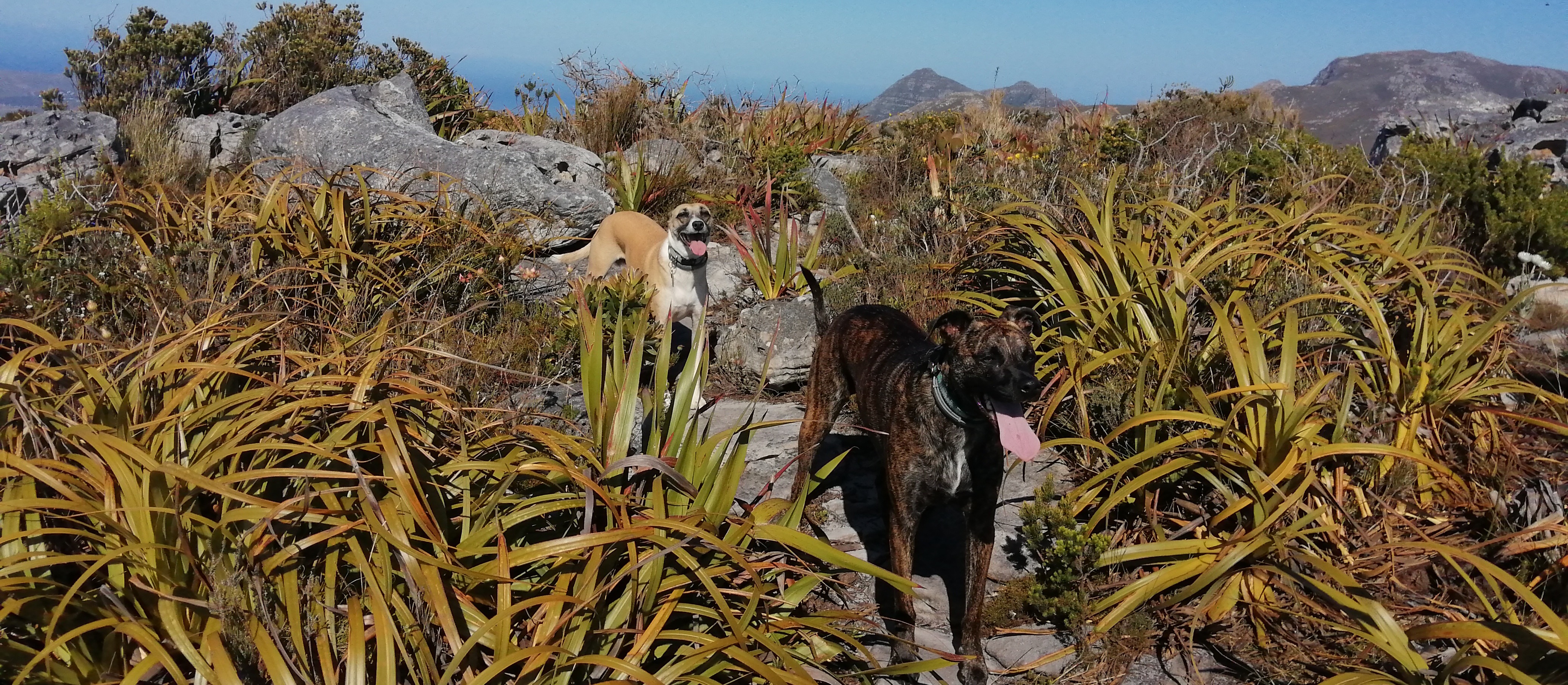 Dogs on a hike in South Africa
