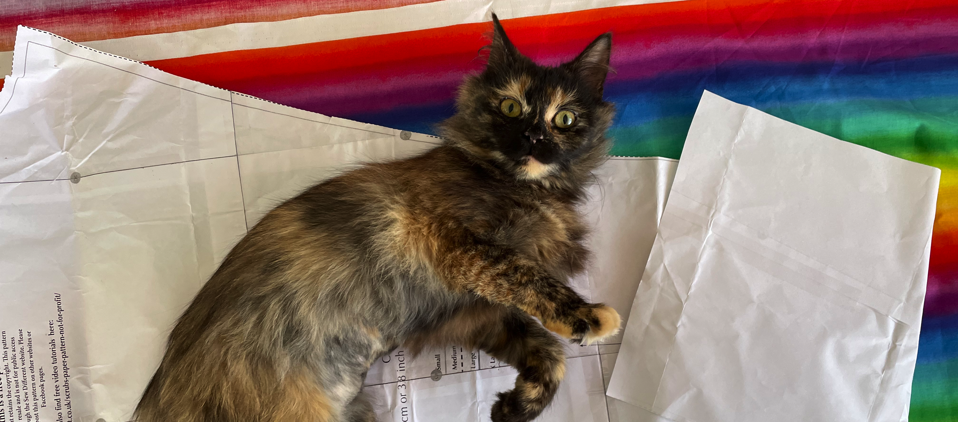 Cat on a sewing pattern