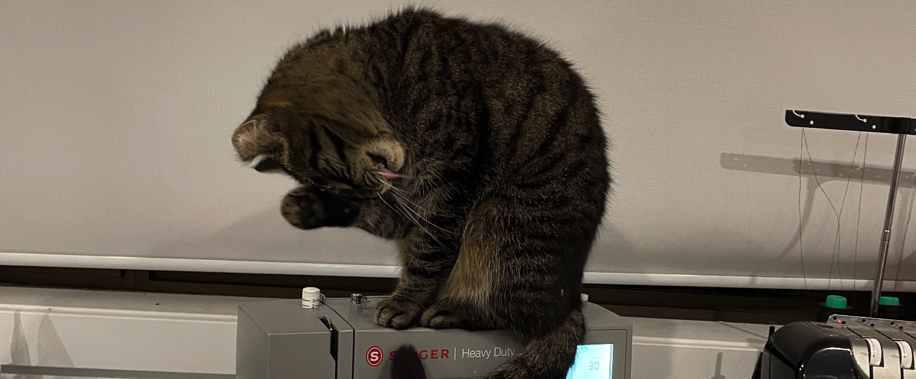 Cat on a sewing machine