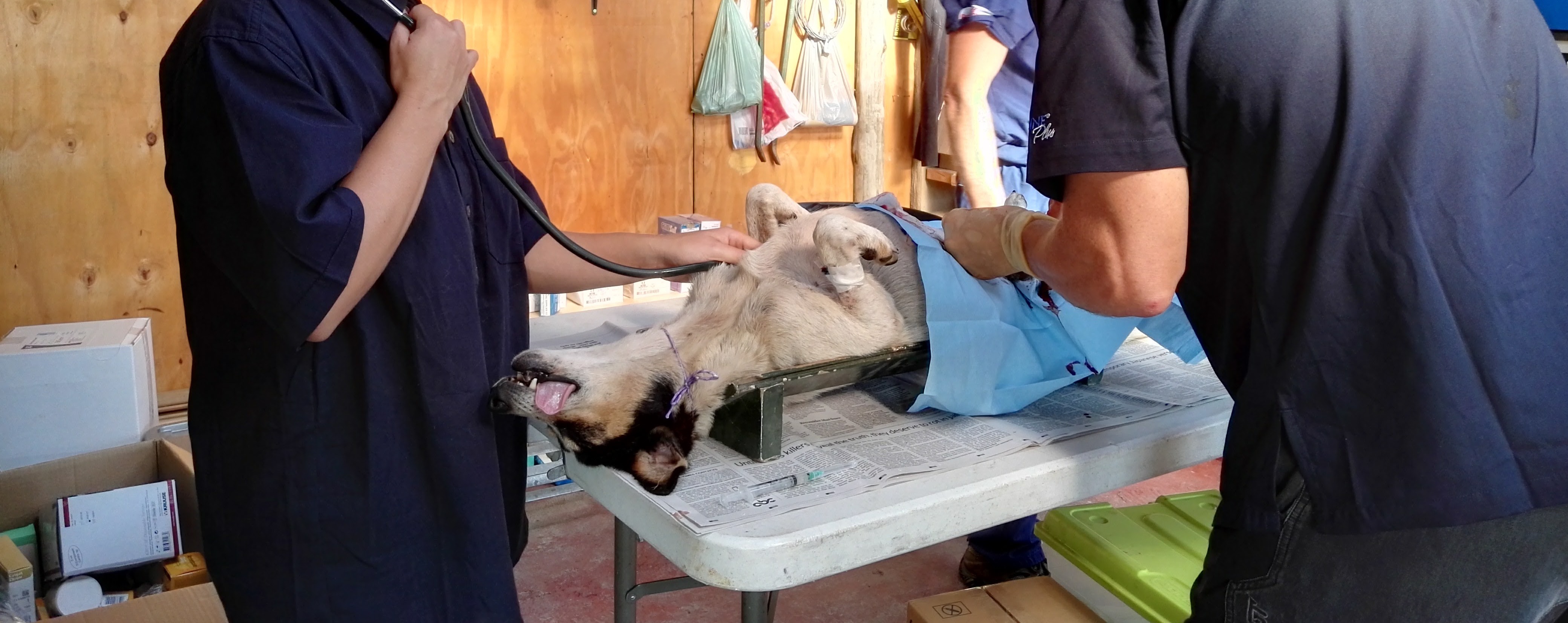 Sterilisation campaign in South Africa