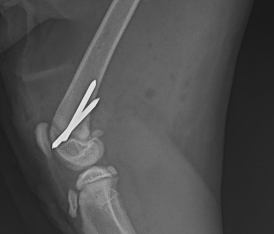 Kids in the clinic cages