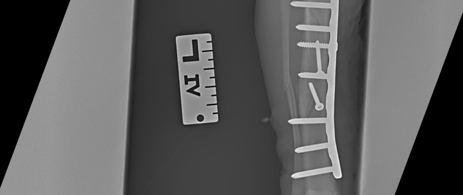 Lucky and Sunshine the cats