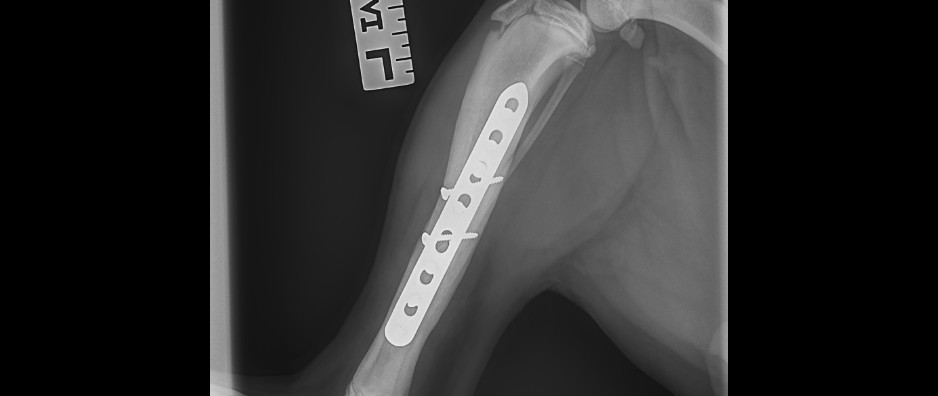 Dogs on a hike in South Africa